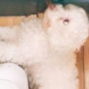 Meet your Posher, Bonnie